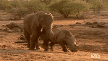 You Cant Be Here Elephant Vs Rhino Animal Fight Night GIF
