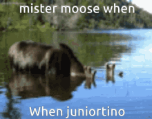Mister Moose Juniortino GIF