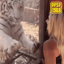 Tiger Lick GIF