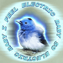 I Feel Electric Meme Blue Finch GIF - I Feel Electric Meme Blue Finch Funny Animals GIFs