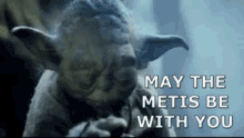Metis Yoda GIF - Metis Yoda Master Yoda GIFs