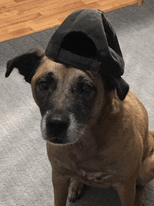 Dog Dog With Hat GIF