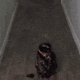 a cat with a name tag that says scarlet on it