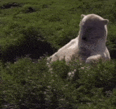 a polar bear is laying down in a field of grass