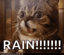 Rain Romrain GIF - Rain Romrain Cats GIFs