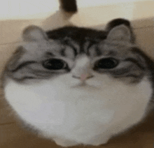 a close up of a cat 's face with a heart shaped head .