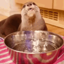 Otter Water Otter Sip GIF - Otter Water Otter Sip Otter Drinking GIFs