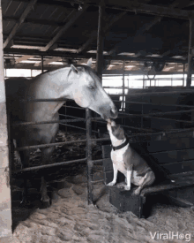 Kissing Licking GIF - Kissing Licking Animal To Animal GIFs
