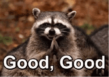 Raccoon крутой GIF - Raccoon крутой Good GIFs