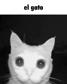 Este Gato Da Buena Suerte GIF - Mucha Suerte Gato Chino - Discover & Share  GIFs