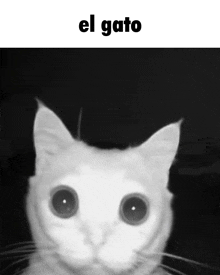 Gato-molesto-gif by nikelvin on DeviantArt