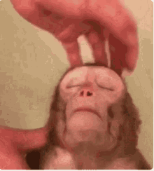 Monkey Relaxed GIF