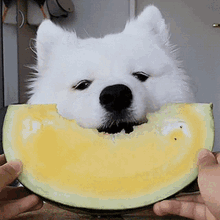 Hungry Watermelon GIF - Hungry Watermelon Dog GIFs
