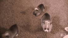 The Grand Finale: A Double Somersault In Perfect Unison! GIF - Somersault Puppies Corgis GIFs