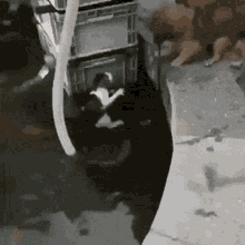 Dog Rescues Cat Helping GIF
