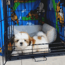 cute puppy dog shihpoo excited