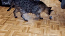 Cat Playtime GIF - Cat Playtime Ignored GIFs