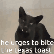 Bite Texas Toast GIF - Bite Texas Toast Cat GIFs
