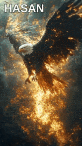 a picture of a bald eagle with the name hasan on it
