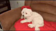 Sare Dog Sares Ugly Dog GIF - Sare Dog Sares Ugly Dog White Dog GIFs