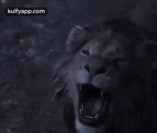 lion roaring lion animals shout bigger