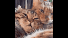 Discord Pp Cat GIF - Discord Pp Cat Love GIFs