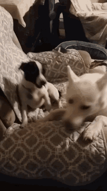 Family Dogs GIF - Family Dogs Bff GIFs