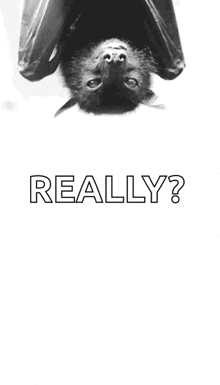 a black and white photo of a bat hanging upside down with the words " really " below it