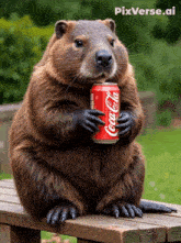 a beaver sits on a bench holding a can of coca-cola