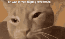 Cat Cry Overwatch GIF - Cat Cry Overwatch GIFs