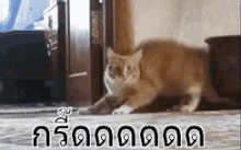 แมวกลัว ตกใจ ขนลุก หลังโก่ง GIF - Scared Cat Scaring Cat Bent Back GIFs