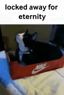 Locked Away For Eternity Sad Cat Box Mongaga GIF - Locked Away For Eternity Sad Cat Box Mongaga GIFs
