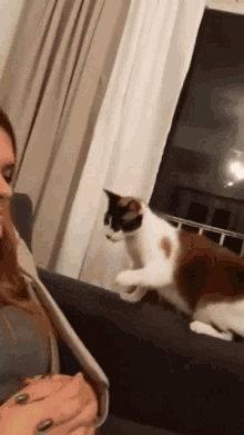 Cat Cats Jumping Jump Funny Fail Get Real Liam Furness GIF - Cat Cats Jumping Jump Funny Fail Get Real Liam Furness GIFs