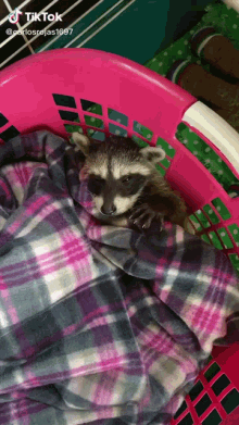 Raccoon Sleep GIF - Raccoon Sleep Tired GIFs