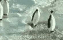 funny animals penguin push