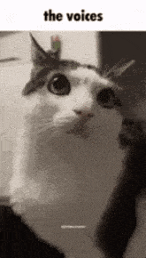 a black and white cat is looking at the camera with the words `` the voices '' written above it .