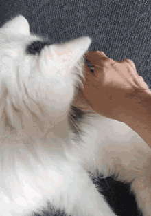 Cat Bite GIF - Cat Bite Arm GIFs