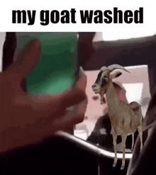 My Goat Washed GIF - My Goat Washed My Goat Washed GIFs