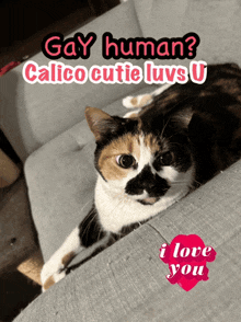 a calico cat laying on a couch with the words gay human calico cutie luvs u