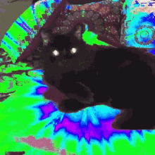 Trippy Cat Samsquanch GIF - Trippy Cat Samsquanch Sassy GIFs