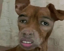 a close up of a dog 's face with a man 's face on it .