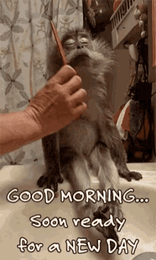 Good Morning Monkey GIF - Good Morning Monkey Soon Ready GIFs