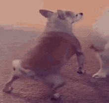 Dog Dance GIF - Dog Dance GIFs