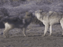 Wolf Northwestern Wolf GIF - Wolf Northwestern Wolf Wolf Therian GIFs