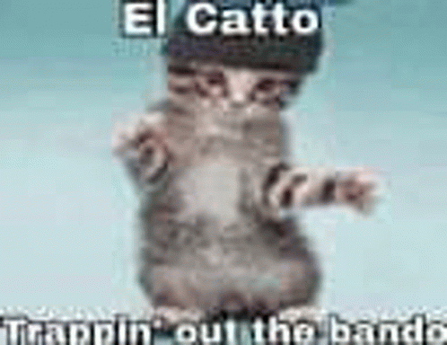 El Catto12345 GIF - El Catto12345 - Discover & Share GIFs