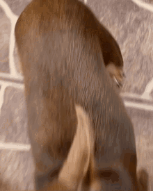 Dog Perro GIF - Dog Perro Chiwis GIFs