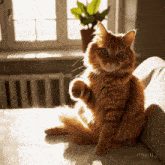 a fluffy orange cat sitting on a couch