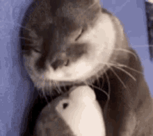 Otter Sleep GIF