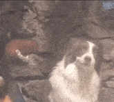 a brown and white dog is looking at the camera