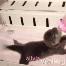 Alivia Livy GIF - Alivia Livy Vivi GIFs